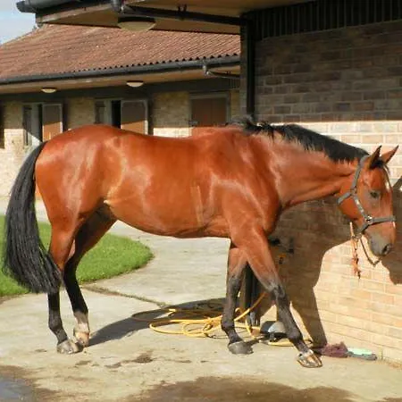 The Trainer's House *